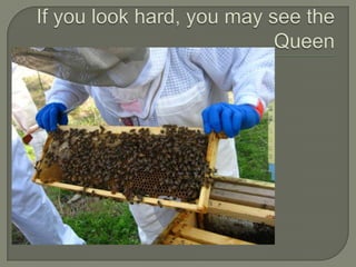 If you look hard, you may see the Queen,[object Object]