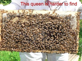 This queen is harder to find,[object Object]