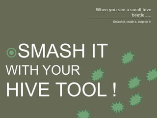 When you see a small hive beetle…..<br />Smash it, crush it, step on it!<br />SMASH IT <br />WITH YOUR <br />HIVE TOOL ! <...