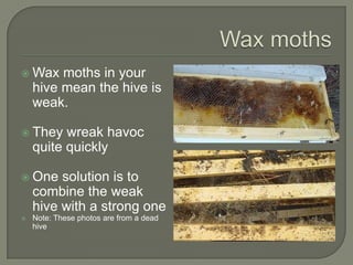 Wax moths,[object Object],Wax moths in your hive mean the hive is weak. ,[object Object],They wreak havoc quite quickly,[object Object],One solution is to combine the weak hive with a strong one,[object Object],Note: These photos are from a dead hive,[object Object]