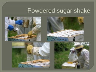 Powdered sugar shake,[object Object]