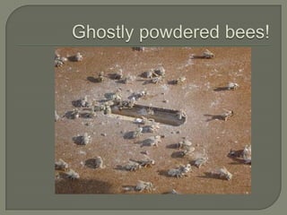 Ghostly powdered bees!,[object Object]