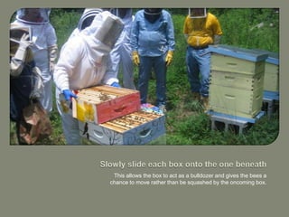 Slowly slide each box onto the one beneath,[object Object],This allows the box to act as a bulldozer and gives the bees a chance to move rather than be squashed by the oncoming box.,[object Object]