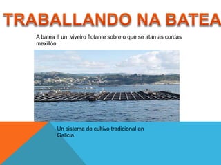 Un sistema de cultivo tradicional en
Galicia.
A batea é un viveiro flotante sobre o que se atan as cordas
mexillón.
 