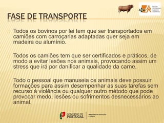 FASE DE TRANSPORTE
Todos os bovinos por lei tem que ser transportados em
camiões com carroçarias adaptadas quer seja em
madeira ou alumínio.
Todos os camiões tem que ser certificados e práticos, de
modo a evitar lesões nos animais, provocando assim um
stress que irá por danificar a qualidade da carne.
Todo o pessoal que manuseia os animais deve possuir
formações para assim desempenhar as suas tarefas sem
recurso á violência ou qualquer outro método que pode
provocar medo, lesões ou sofrimentos desnecessários ao
animal.
 