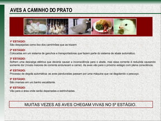 1º ESTÁGIO: São despejadas como lixo dos caminhões que as trazem 2º ESTÁGIO: Colocadas em um sistema de ganchos e transportadoras que fazem parte do sistema de abate automático.  3º ESTÁGIO: Sofrem uma descarga elétrica que deveria causar a inconsciência para o abate, mas essa corrente é reduzida causando somente dor (níveis maiores de corrente endurecem a carne). As aves vão para o próximo estágio com plena consciência.  4º ESTÁGIO: Processo de degola automática: as aves penduradas passam por uma máquina que vai degolando o pescoço. 5º ESTÁGIO: São imersas em um banho escaldante.  6º ESTÁGIO: Vão para a área onde serão depenadas e estrinchadas.  MUITAS VEZES AS AVES CHEGAM VIVAS NO 5º ESTÁGIO.  AVES A CAMINHO DO PRATO 