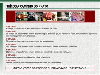 1º ESTÁGIO:   Ao chegar do transporte, os porcos são conduzidos através de currais.  2º ESTÁGIO:   Os animais são desacordados através de eletrochoques dolorosos que, na maioria das vezes, causam somente a paralisia e os mesmos permanecem conscientes.  3º ESTÁGIO:  São então pendurados em correntes por uma das patas traseiras. 4º ESTÁGIO:   São  degolados com uma faca afiada, onde se aguarda então o sangue escorrer para os tanques.  5º ESTÁGIO:  São imersos em água fervente (muitos animais são mergulhados conscientes na fervura). 6º ESTÁGIO:  Passam pelo processo de esfola onde a pele é toda retirada. 7º ESTÁGIO:   Chegam a mesa de corte onde são retirado suas víceras e a carne cortada. MUITAS VEZES OS PORCOS CHEGAM VIVOS NO 7º ESTÁGIO.  SUÍNOS A CAMINHO DO PRATO 