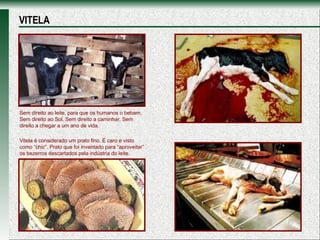 Sem direito ao leite, para que os humanos o bebam. Sem direito ao Sol. Sem direito a caminhar. Sem direito a chegar a um ano de vida. Vitela é considerado um prato fino. É caro e visto como “chic”. Prato que foi inventado para “aproveitar” os bezerros descartados pela indústria do leite. VITELA 