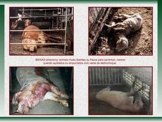 BAIXAS ( downers ): animais muito doentes ou fracos para caminhar, mesmo quando açoitados ou empurrados com varas de eletrochoque.  