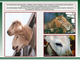 AO ENTRAR NO MATADOURO, O ANIMAL PODE CHEIRAR, VER O SANGUE E OS PEDAÇOS EM DIVERSOS ESTÁGIOS DE CORTE, DOS ANIMAIS QUE O ANTECEDERAM. HÁ VERDADEIRO PÂNICO E ELE TENTA INUTILMENTE FUGIR DANDO SALTOS, O QUE É INÚTIL POIS ESTÁ TOTALMENTE CERCADO DE CHAPAS DE AÇO.  