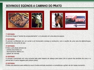 1º ESTÁGIO:   O animal chega à "central de empacotamento", e é colocado em uma área de espera. 2º ESTÁGIO :   O animal é enfileirado em um curral e um funcionário começa a conduzi-lo, com o auxílio de uma vara de eletrochoque, através de uma porta de aço.  3º ESTÁGIO:   É feito o pré-abate através de: - pistola pneumática ou - atordoamento elétrico ou - golpes de marreta 4º ESTÁGIO:  O animal é pendurado em uma corrente pela pata traseira de cabeça para baixo (há a ruptura dos tendões da coxa, e o animal tem a carne rasgada pelo próprio peso).  5º ESTÁGIO: É feita uma abertura para esfola do couro (muitos animais recobram a consciência e gritam de dor nesse momento).  BOVINOS E EQÜINOS A CAMINHO DO PRATO 