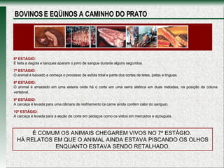 6º ESTÁGIO: É feita a degola e tanques aparam o jorro de sangue durante alguns segundos. 7º ESTÁGIO: O animal é baixado e começa o processo de esfola total e parte dos cortes de tetas, patas e línguas.  8º ESTÁGIO: O animal é arrastado em uma esteira onde há o corte em uma serra elétrica em duas metades, na posição da coluna vertebral.   9º ESTÁGIO: A carcaça é levada para uma câmara de resfriamento (a carne ainda contém calor do sangue). 10º ESTÁGIO: A carcaça é levada para a seção de corte em pedaços como os vistos em mercados e açougues. É COMUM OS ANIMAIS CHEGAREM VIVOS NO 7º ESTÁGIO.  HÁ RELATOS EM QUE O ANIMAL AINDA ESTAVA PISCANDO OS OLHOS ENQUANTO ESTAVA SENDO RETALHADO. BOVINOS E EQÜINOS A CAMINHO DO PRATO 