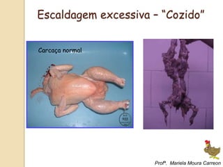 Carcaça normal
Escaldagem excessiva – “Cozido”
Profª. Mariela Moura Carreon
 