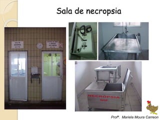 Sala de necropsia
Profª. Mariela Moura Carreon
 