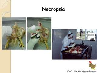 Necropsia
Profª. Mariela Moura Carreon
 