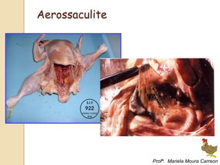 Aerossaculite
Profª. Mariela Moura Carreon
 