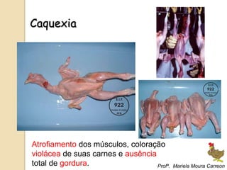Caquexia
Atrofiamento dos músculos, coloração
violácea de suas carnes e ausência
total de gordura. Profª. Mariela Moura Carreon
 