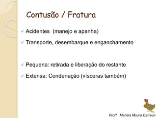 Contusão / Fratura
 Acidentes (manejo e apanha)
 Transporte, desembarque e enganchamento
 Pequena: retirada e liberação do restante
 Extensa: Condenação (vísceras também)
Profª. Mariela Moura Carreon
 