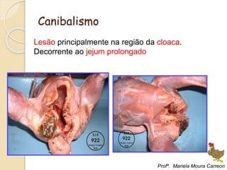 Canibalismo
Lesão principalmente na região da cloaca.
Decorrente ao jejum prolongado
Profª. Mariela Moura Carreon
 