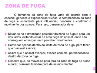 ZONA DE FUGA 
O tamanho da zona de fuga varia de acordo com a 
espécie, genética e experiências vividas. A compreensão da zona 
de fuga é importante para influenciar, conduzir e controlar o 
movimento dos suínos. Para isso, o manejador deve: 
 Situar-se na extremidade posterior da zona de fuga e para um 
dos lados, evitando estar na área cega do animal, onde não 
conseguem enxergar, nem perceber movimentos; 
 Caminhar apenas dentro do limite da zona de fuga, para fazer 
que o animal avance; 
 Assim que o animal avançar, avance com ele, permanecendo 
dentro da zona de fuga; 
 Observe que, ao mover-se para fora da zona de fuga do suíno 
e parar, o animal também para de se movimentar. 
10 
 