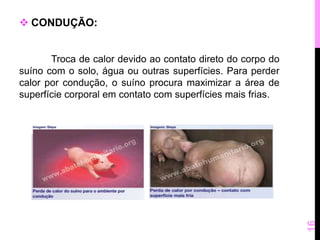  CONDUÇÃO: 
Troca de calor devido ao contato direto do corpo do 
suíno com o solo, água ou outras superfícies. Para perder 
calor por condução, o suíno procura maximizar a área de 
superfície corporal em contato com superfícies mais frias. 
16 
 