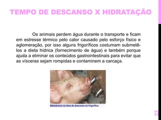 TEMPO DE DESCANSO X HIDRATAÇÃO 
Os animais perdem água durante o transporte e ficam 
em estresse térmico pelo calor causado pelo esforço físico e 
aglomeração, por isso alguns frigoríficos costumam submetê-los 
a dieta hídrica (fornecimento de água) e também porque 
ajuda a eliminar os conteúdos gastrointestinais para evitar que 
as vísceras sejam rompidas e contaminem a carcaça. 
22 
 