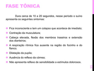 FASE TÔNICA 
Dura cerca de 10 a 20 segundos, nesse período o suíno 
apresenta os seguintes sintomas: 
 Fica inconsciente e tem um colapso que acontece de imediato; 
 Contração da musculatura; 
 Cabeça elevada, flexão dos membros traseiros e extensão 
dos dianteiros; 
 A respiração rítmica fica ausente na região do focinho e do 
flanco; 
 Dilatação da pupila; 
 Ausência do reflexo da córnea; 
 Não apresenta reflexo de sensibilidade a estímulos dolorosos. 
33 
 