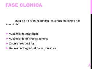 FASE CLÔNICA 
Dura de 15 a 45 segundos, os sinais presentes nos 
suínos são: 
 Ausência da respiração; 
 Ausência do reflexo da córnea; 
 Chutes involuntários; 
 Relaxamento gradual da musculatura. 
34 
 