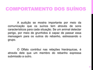 COMPORTAMENTO DOS SUÍNOS 
A audição se mostra importante por meio da 
comunicação que os suínos tem através de sons 
característicos para cada situação. Se um animal detectar 
perigo, por meio de grunhidos é capaz de passar essa 
mensagem para os outros do rebanho, estressando o 
grupo. 
O Olfato contribui nas relações hierárquicas, é 
através dele que um membro do rebanho expressa 
submissão a outro. 
7 
 