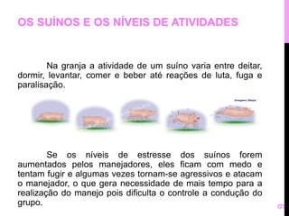 OS SUÍNOS E OS NÍVEIS DE ATIVIDADES 
Na granja a atividade de um suíno varia entre deitar, 
dormir, levantar, comer e beber até reações de luta, fuga e 
paralisação. 
Se os níveis de estresse dos suínos forem 
aumentados pelos manejadores, eles ficam com medo e 
tentam fugir e algumas vezes tornam-se agressivos e atacam 
o manejador, o que gera necessidade de mais tempo para a 
realização do manejo pois dificulta o controle a condução do 
grupo. 
9 
 