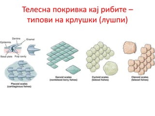 Телесна покривка кај рибите –
типови на крлушки (лушпи)
 