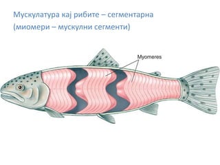 Мускулатура кај рибите – сегментарна
(миомери – мускулни сегменти)
 