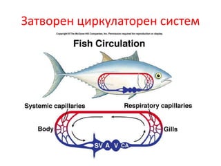 Затворен циркулаторен систем
 
