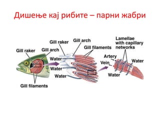 Дишење кај рибите – парни жабри
 