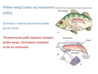 Рибен меур (само кај коскените
риби)
Значење: помага коскените риби
да не тонат
‘Рскавичните риби (ајкули) немаат
рибен меур, постојано пливаат
за да не потонат
 
