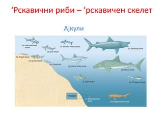 ‘Рскавични риби – ‘рскавичен скелет
Ајкули
 