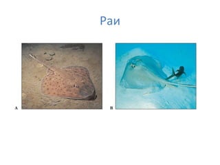 Раи
 