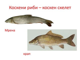 Коскени риби – коскен скелет
Мрена
крап
 
