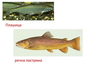 Плашица
речна пастрмка
 