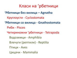 Класи на ‘рбетници
‘Рбетници без вилица – Agnatha
Круглоусти - Cyclostomata
‘Рбетници со вилица - Gnathostomata
Риби - Pisces
Четириножни ‘рбетници - Tetrapoda
Водоземци - Amphibia
Влечуги (рептили) - Reptilia
Птици - Aves
Цицачи - Mammalia
 