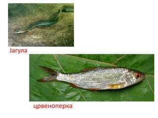 Јагула
црвеноперка
 