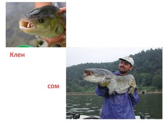Клен
сом
 