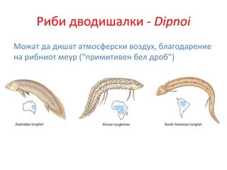 Vertebrata prezentacija | PPT