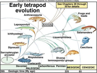 Vertebrata prezentacija