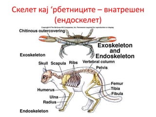 Скелет кај ‘рбетниците – внатрешен
(ендоскелет)
 