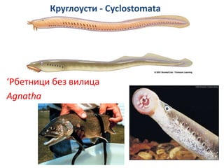 Круглоусти - Cyclostomata
‘Рбетници без вилица
Agnatha
 