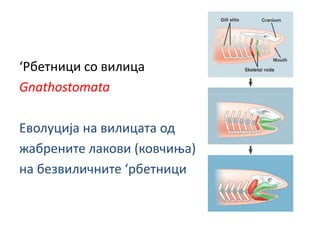 ‘Рбетници со вилица
Gnathostomata
Еволуција на вилицата од
жабрените лакови (ковчиња)
на безвиличните ‘рбетници
 