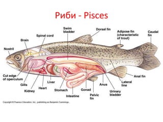 Риби - Pisces
 