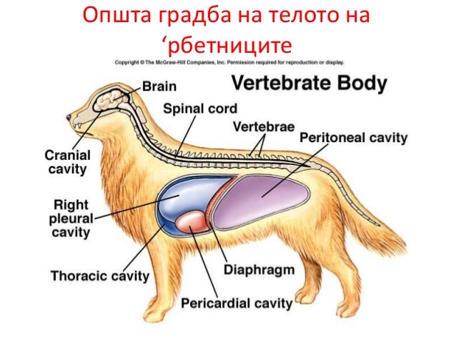 Vertebrata prezentacija
