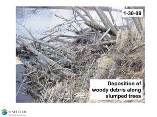 1-30-08 Deposition of woody debris along slumped trees 